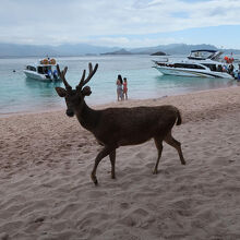 観光用に飼われているのかな？シカが出て来て＼(◎o◎)／！