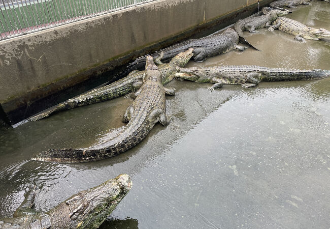 鬼山の地名に由来、別名「ワニ地獄」として知られる