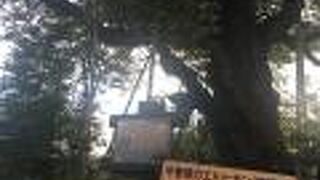 中曽根の権現桜