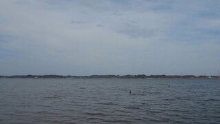 タカブシギが見られました。