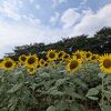 四季折々の花を楽しむ