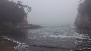 スカシユリが見られました。