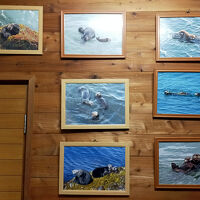 ご主人は毎日ラッコの撮影をしているよう