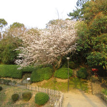 道後公園展望台