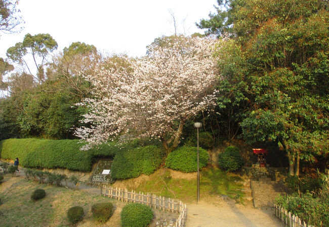 お花見には最高
