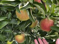 松本空港 (信州まつもと空港)