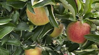松本空港 (信州まつもと空港)
