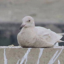 シロカモメ若鳥