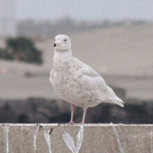 シロカモメ若鳥