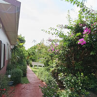 南国ガーデン　ハイビスカスとブーゲンビリアが咲き乱れる