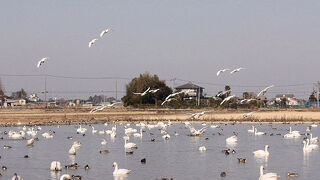 白鳥の郷