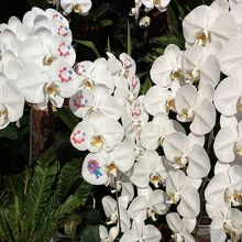 テックワールド　蘭にミャクミャクがプリント