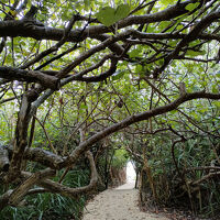 この茂みをくぐり抜けると、プライベートビーチです