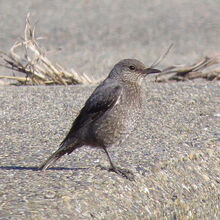 イソヒヨドリ♀