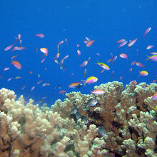 キミシマ環礁のジュエリードロップ