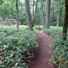 原生林の中を180ｍぐらい歩いて行きます