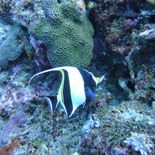 この魚がマンボウのクリーニングをしているそうです。