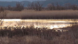 アメリカコハクチョウが見られました。
