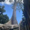 タプローム寺院のグリーンシーズンが美しいです。