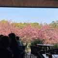 八重桜の時期は特にオススメ☆