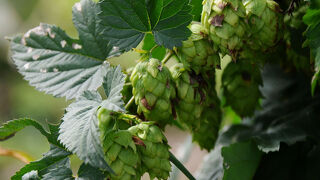 キリンのホップ畑