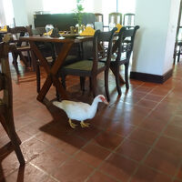 レストランにアヒルがいた