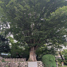 ご神木的、立派な木が本丸内にあります。