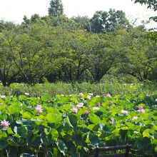 蓮も見頃でした