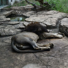 ライオンはお昼寝中