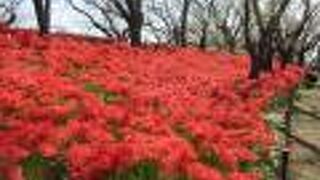 さって曼珠沙華まつり