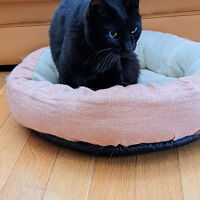 看板ネコちゃんがかわいかった