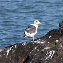 オオセグロカモメ