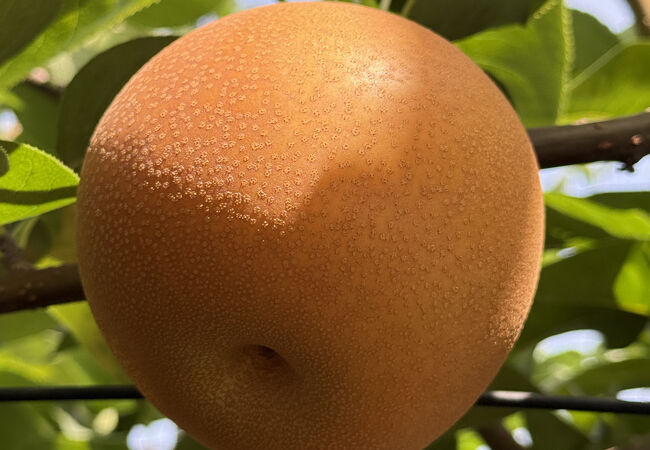 いわふねフルーツパーク