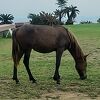 野生の馬に会える