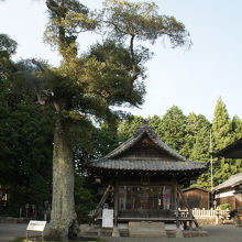 白川神社、境内のモッコク。