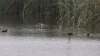 セイタカシギが見られました。