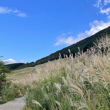 仙石原すすき草原