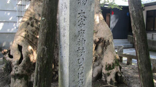 太宰府天満宮 夫婦楠