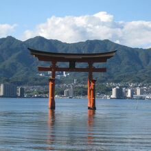 本殿前から見た大鳥居