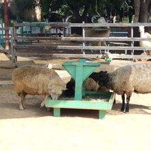 羊の食事タイム