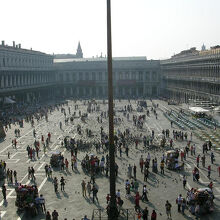 鳩が沢山います