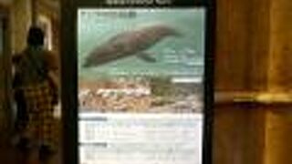 北海道大学総合博物館