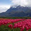 パタゴニアのチューリップ畑