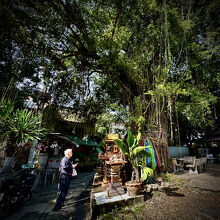 その横にある菩提樹...ナムナム南無...