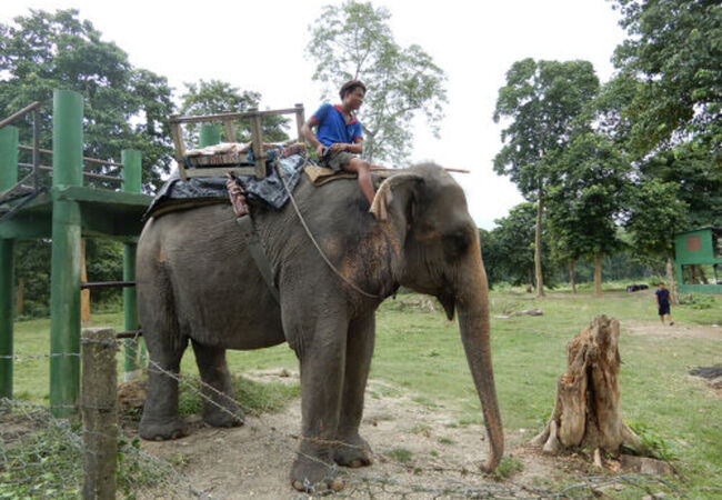 エレファント サファリ