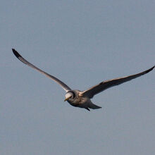 ミツユビカモメ