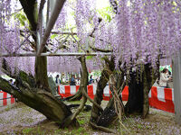 中山大藤まつり 