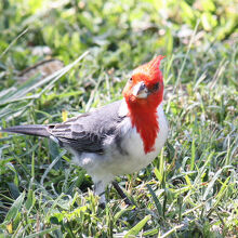コウカンチョウ