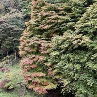 紅葉はこれからでした