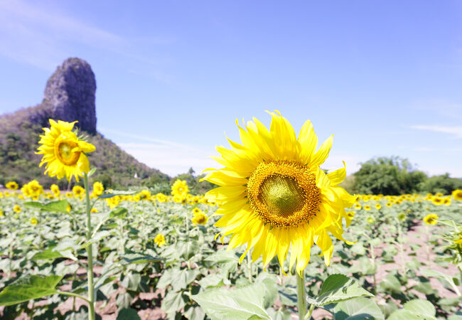 サンフラワーフィールド